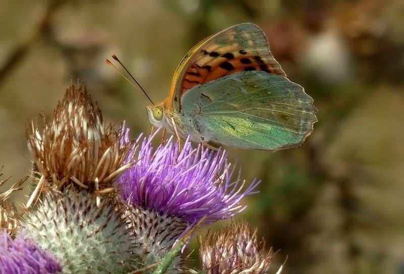 Argynnis pandora?